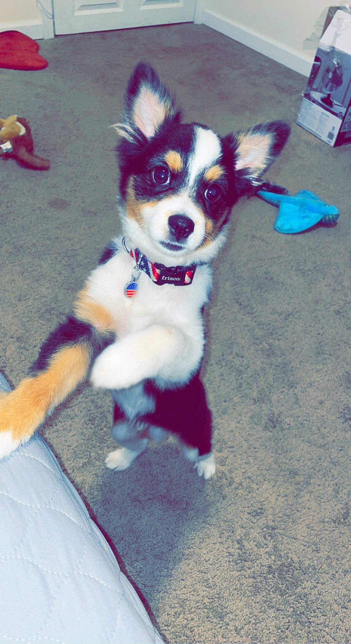 Ranger joined the competition — help win amazing prizes! carmine, carnivore, collar, companion_dog, dog, dog_breed, dog_clothes, dog_collar, dog_supply, fashion_accessory, fawn, fur, leash, paw, snout, sporting_group, tail, toy_dog, whiskers, working_animal