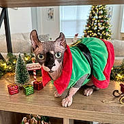 Noel joined the competition — help win amazing prizes! cat, sphynx_cat, holiday_clothing, christmas_decorations, miniature_tree, gift_boxes, north_pole_sign, wooden_table, christmas_tree, living_room, decorative_lights, festive, indoor, pet, costume, holiday, sitting, green_clothing, red_clothing, decor