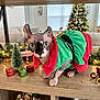 cat, sphynx_cat, holiday_clothing, christmas_decorations, miniature_tree, gift_boxes, north_pole_sign, wooden_table, christmas_tree, living_room, decorative_lights, festive, indoor, pet, costume, holiday, sitting, green_clothing, red_clothing, decor
