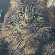 Wolfie joined the competition — help win amazing prizes! animal, carpet, cat, close_up, cute, ears, eyes, face, feline, fluffy, fur, indoor, paw, pet, portrait, relaxed, resting, tabby, texture, whiskers