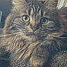 animal, carpet, cat, close_up, cute, ears, eyes, face, feline, fluffy, fur, indoor, paw, pet, portrait, relaxed, resting, tabby, texture, whiskers