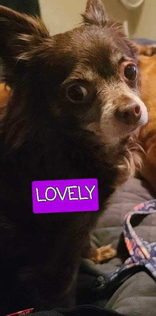 Lovely is registered to the contest to win money with this photo: canidae, carnivore, collar, companion_dog, dog, dog_breed, dog_collar, dog_supply, fireworks, font, fur, liver, magenta, pet_supply, photo_caption, snout, sporting_group, toy_dog, whiskers, working_animal