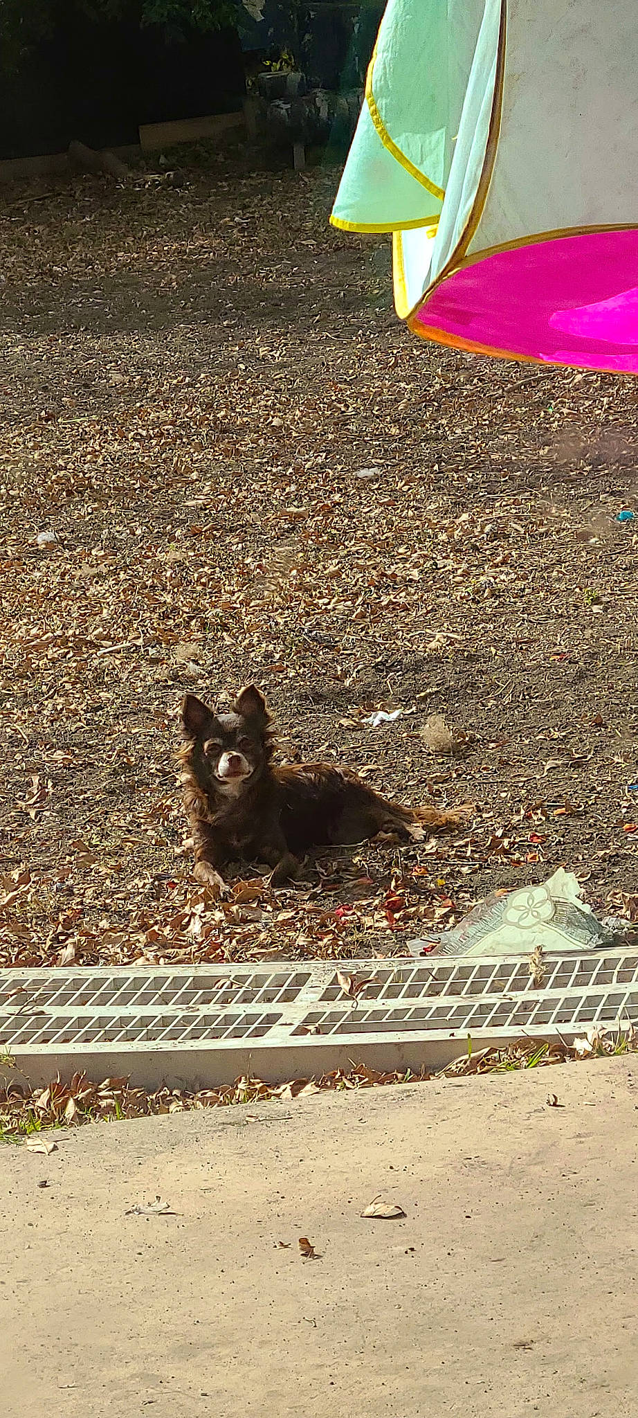 Lovely is registered to the contest to win money with this photo: asphalt, carnivore, dog_breed, fashion_accessory, fawn, felidae, grass, human_leg, landscape, leaf, road, road_surface, sand, shadow, sidewalk, small_to_medium_sized_cats, soil, tail, tints_and_shades, wood