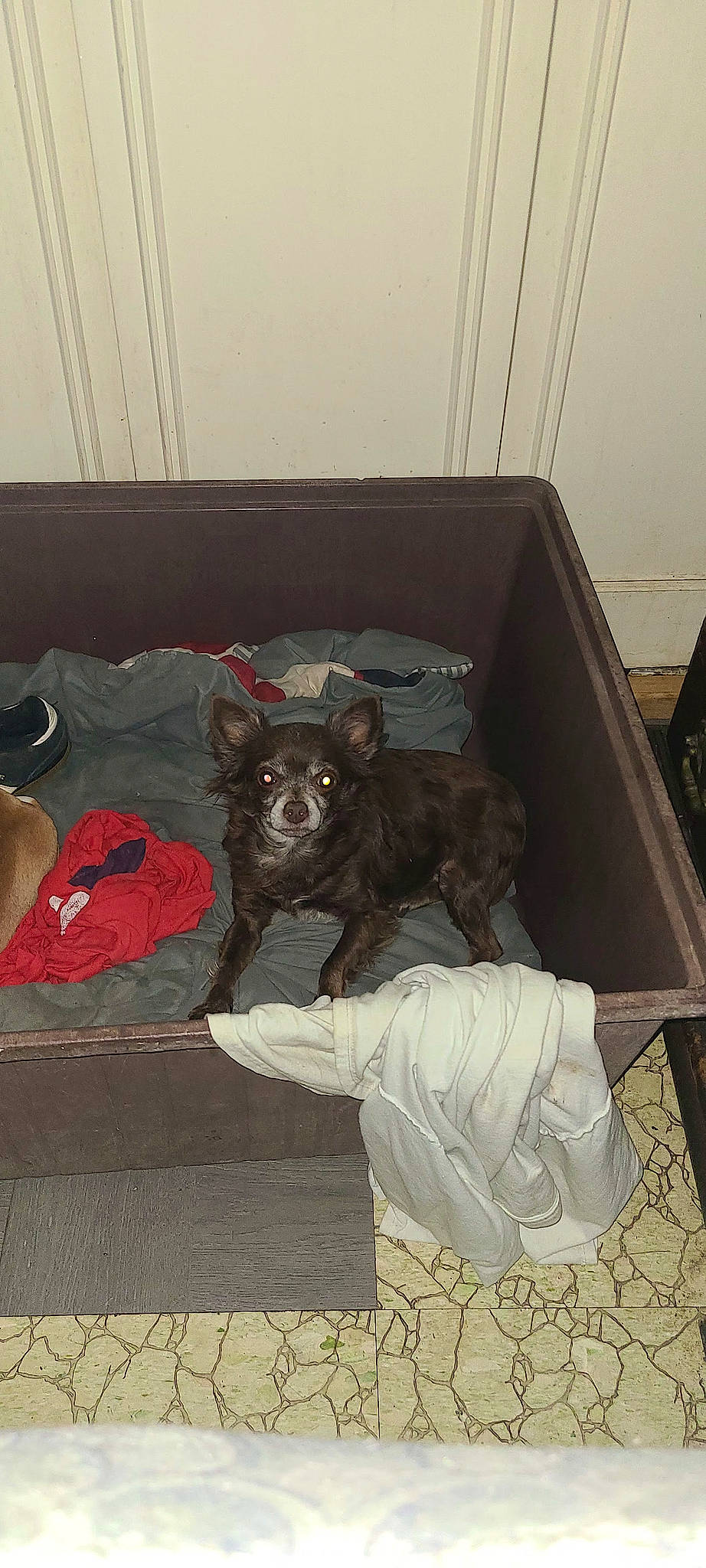 Lovely joined the competition — help win amazing prizes! art, canidae, carmine, carnivore, comfort, companion_dog, dog, dog_breed, dog_supply, fawn, felidae, fictional_character, flooring, fur, grey, guard_dog, room, sporting_group, tail, toy_dog