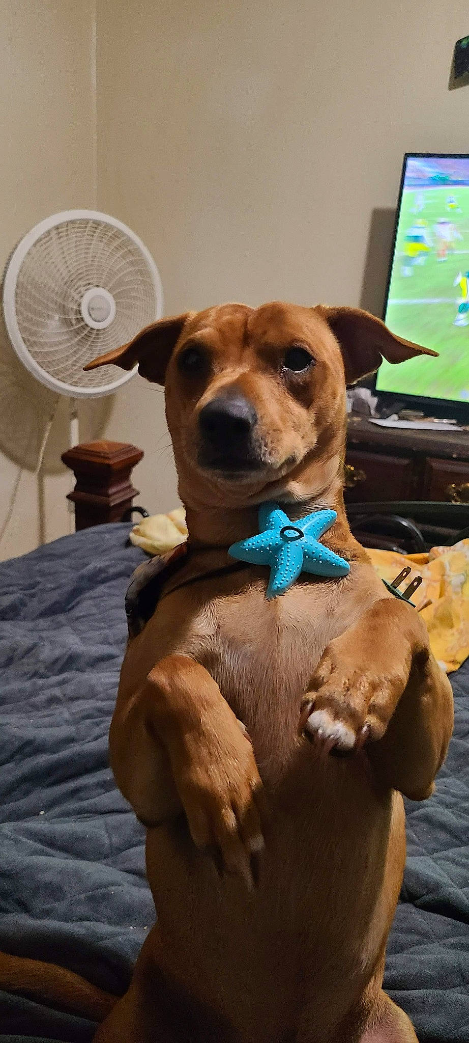 Lil Head joined the competition — help win amazing prizes! carnivore, collar, companion_dog, computer_keyboard, dog, dog_breed, dog_collar, dog_supply, fawn, fur, guard_dog, hat, liver, mechanical_fan, pet_supply, snout, sporting_group, whiskers, working_animal, working_dog