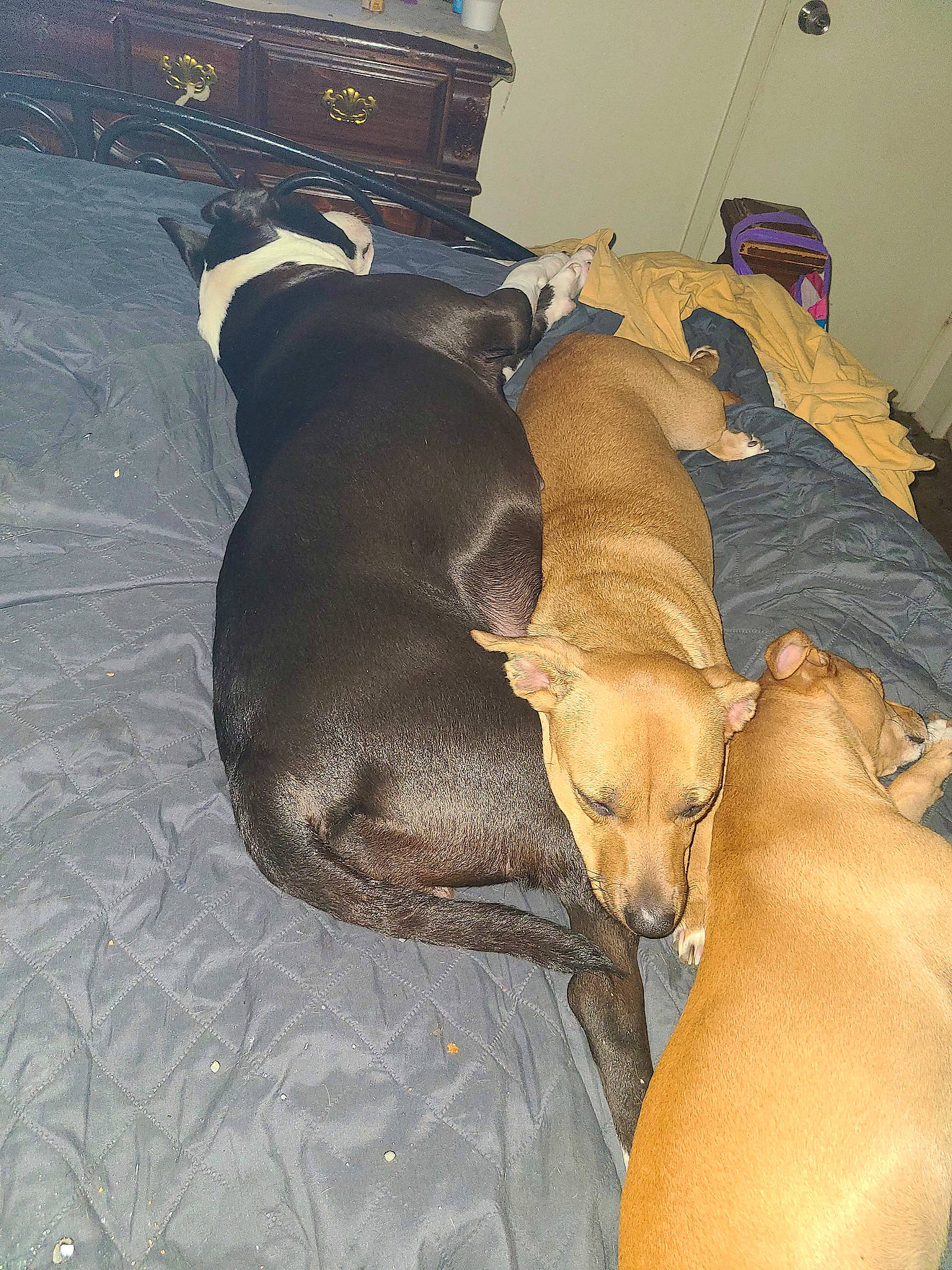 Lil Head joined the competition — help win amazing prizes! bed, canidae, carnivore, comfort, companion_dog, dog, dog_breed, dog_supply, fawn, flooring, guard_dog, paw, pet_supply, pinscher, sporting_group, tail, working_animal