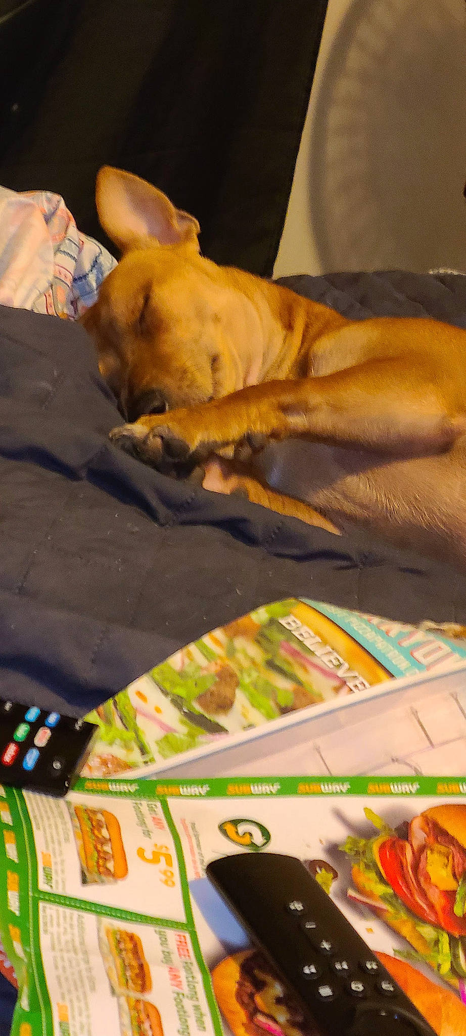 Lil Head joined the competition — help win amazing prizes! art, bed_sheet, canidae, carnivore, comfort, companion_dog, dog, dog_breed, fawn, guard_dog, linens, nap, non_sporting_group, pattern, publication, sporting_group, toy_dog, visual_arts, whiskers