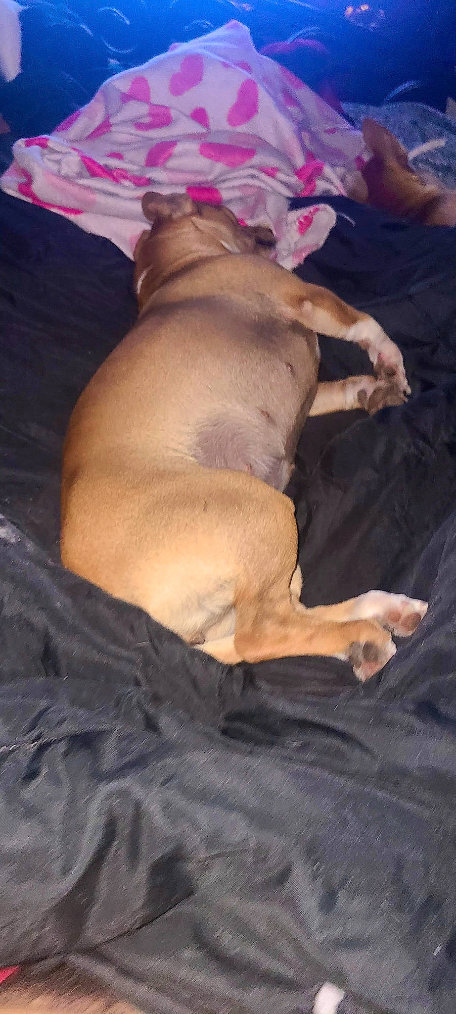 Lil Head joined the competition — help win amazing prizes! abdomen, barechested, canidae, carnivore, chest, comfort, companion_dog, dog, dog_breed, fawn, human_leg, knee, linens, snout, sporting_group, thigh, toy_dog, trunk, working_animal, wrist