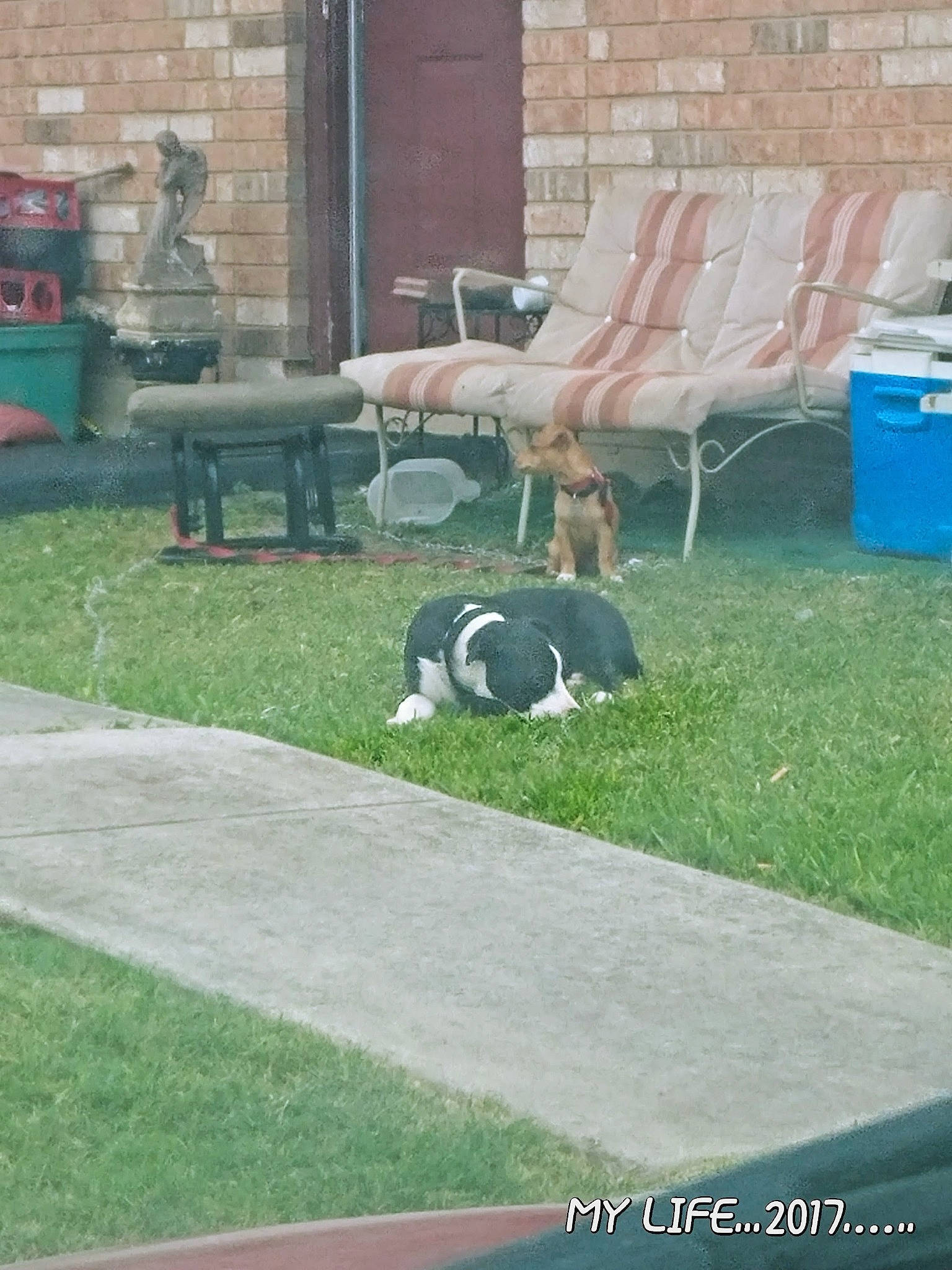 Bandit joined the competition — help win amazing prizes! automotive_tire, building, carnivore, chair, companion_dog, dog, dog_breed, fawn, flooring, furniture, grass, groundcover, landscape, lawn, leisure, outdoor_furniture, plant, recreation, sidewalk, sporting_group