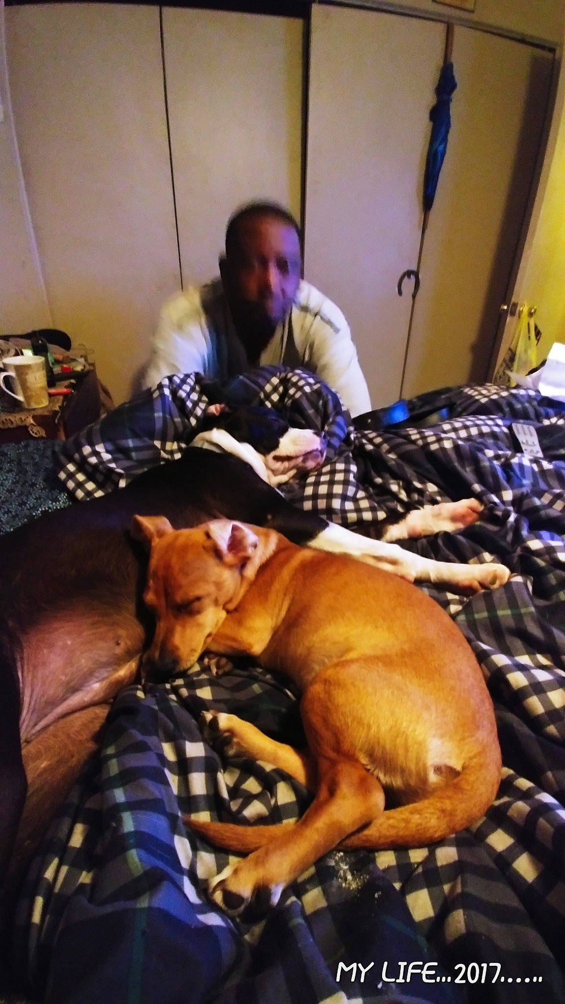 Bandit is registered to the contest to win money with this photo: carnivore, comfort, companion_dog, dog, dog_breed, event, fawn, flesh, guard_dog, hat, lap, non_sporting_group, room, snout, sporting_group, whiskers