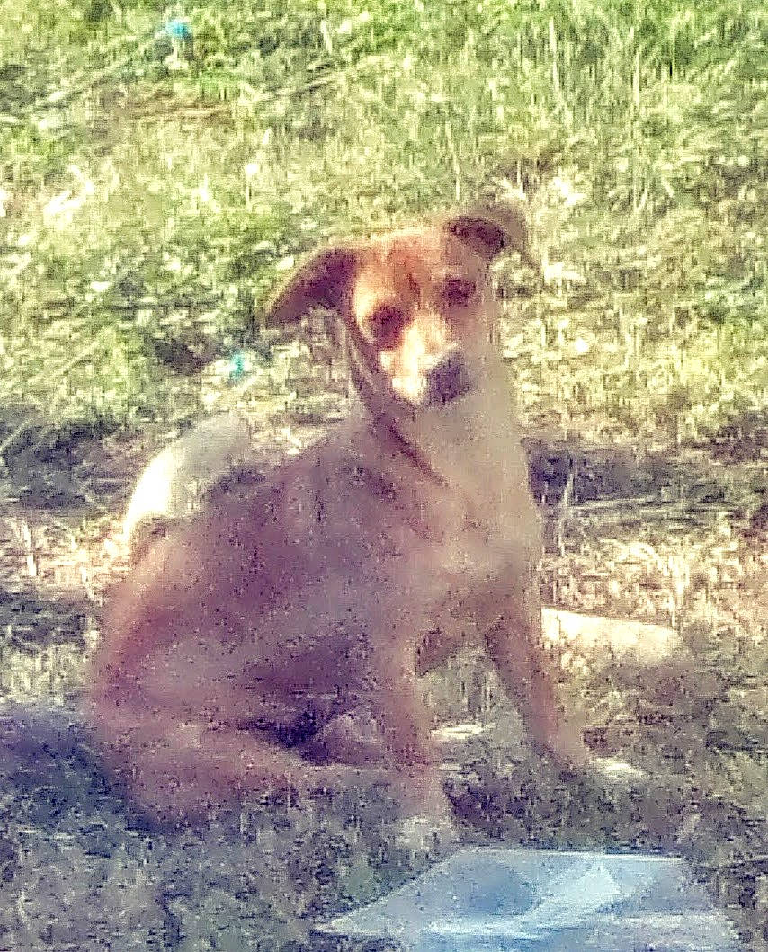 Bandit joined the competition — help win amazing prizes! canidae, carnivore, companion_dog, dog, dog_breed, grass, hunting_dog, landscape, liver, plant, snout, soil, sporting_group, tail, terrestrial_animal, terrestrial_plant, working_animal