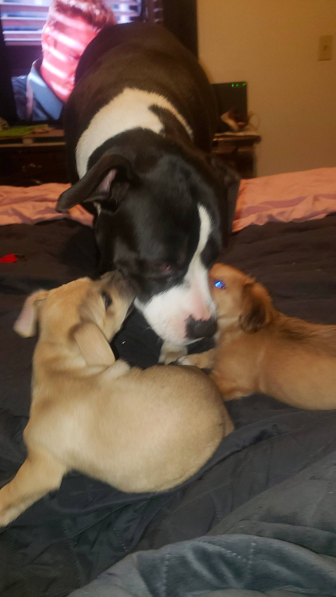 Princess joined the competition — help win amazing prizes! canidae, carnivore, comfort, companion_dog, couch, dog, dog_breed, dog_supply, fawn, flooring, fur, guard_dog, nap, paw, puppy, puppy_love, snout, sporting_group, tail, working_animal