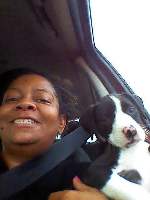 Princess is registered to the contest to win money with this photo: canidae, car_seat, car_seat_cover, carnivore, companion_dog, dog, dog_breed, family_car, fun, fur, gesture, gun_dog, happy, head_restraint, jewellery, smile, spaniel, sporting_group, travel, vehicle_door