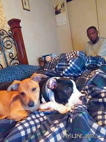 Princess joined the competition — help win amazing prizes! carnivore, chair, comfort, companion_dog, couch, dog, dog_breed, fur, furniture, linens, living_room, mammal, pattern, picture_frame, plaid, room, sitting, sporting_group, tartan, vertebrate