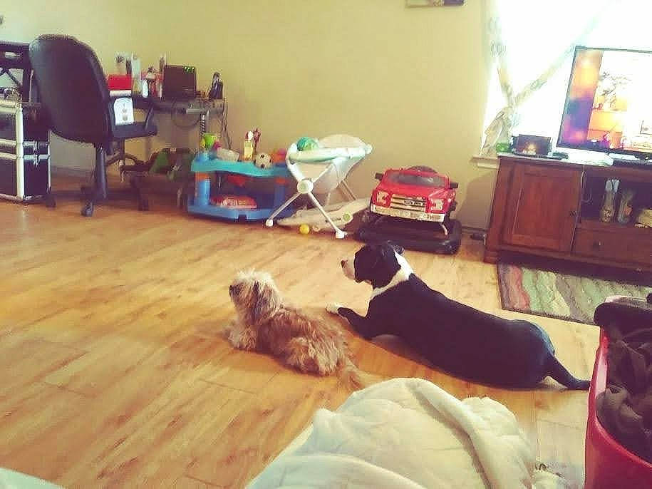 Princess joined the competition — help win amazing prizes! carnivore, chair, comfort, companion_dog, dog, dog_breed, floor, flooring, furniture, hardwood, interior_design, laminate_flooring, living_room, mammal, picture_frame, plank, television, wood, wood_flooring, wood_stain