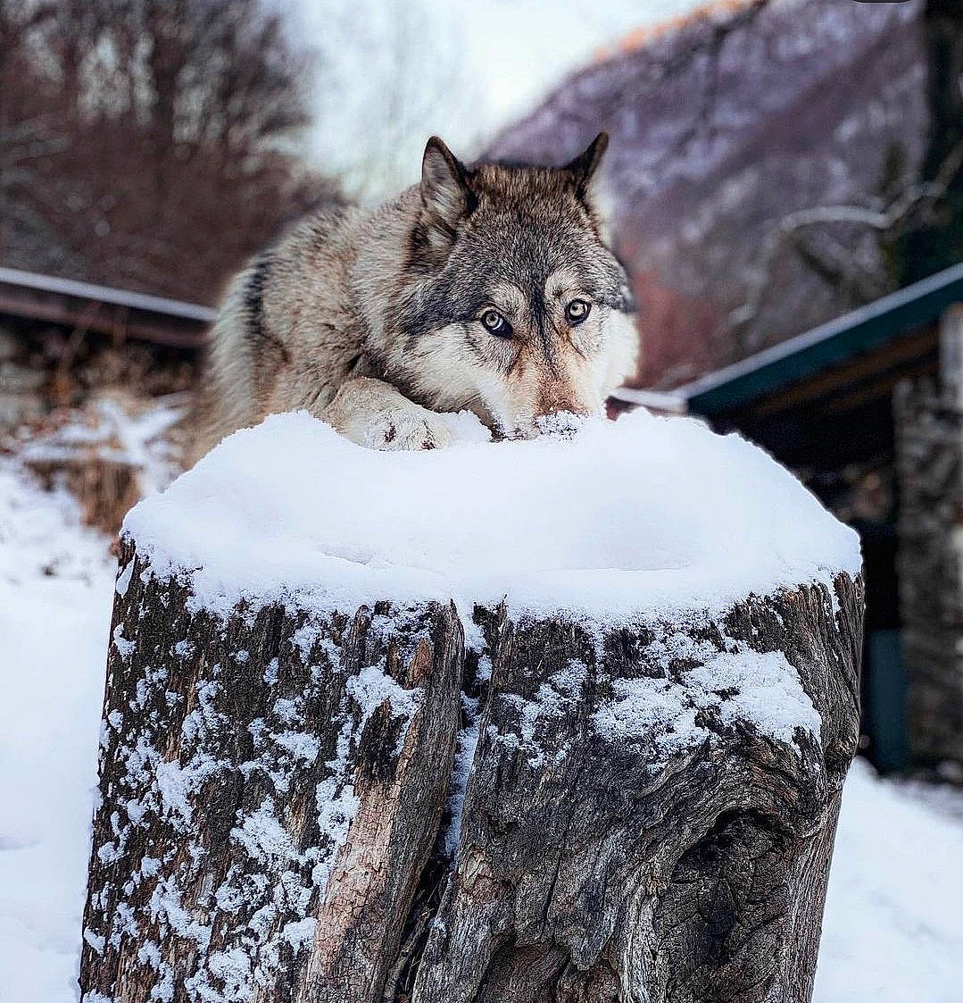 Skoll a rejoint le concours — aidez-le/la à gagner de superbes lots ! automotive_tire, branch, carnivore, felidae, freezing, frost, fur, plant, sky, small_to_medium_sized_cats, snout, snow, tail, terrestrial_animal, tree, trunk, twig, whiskers, winter, wood