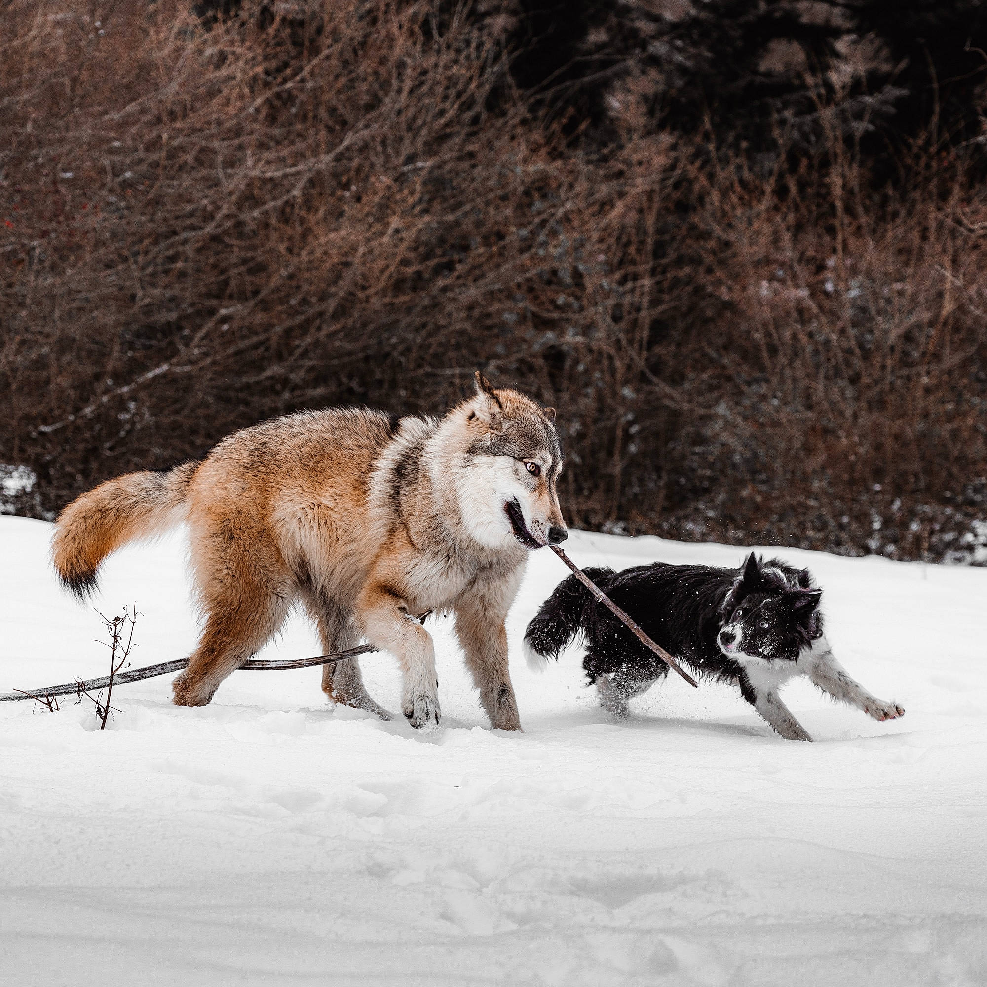 Skoll participe au concours pour gagner de l'argent avec cette photo : canidae, canis, carnivore, collar, companion_dog, dog, dog_breed, fawn, freezing, fur, herding_dog, sled_dog, snout, snow, sporting_group, tail, terrestrial_animal, wildlife, winter, working_dog