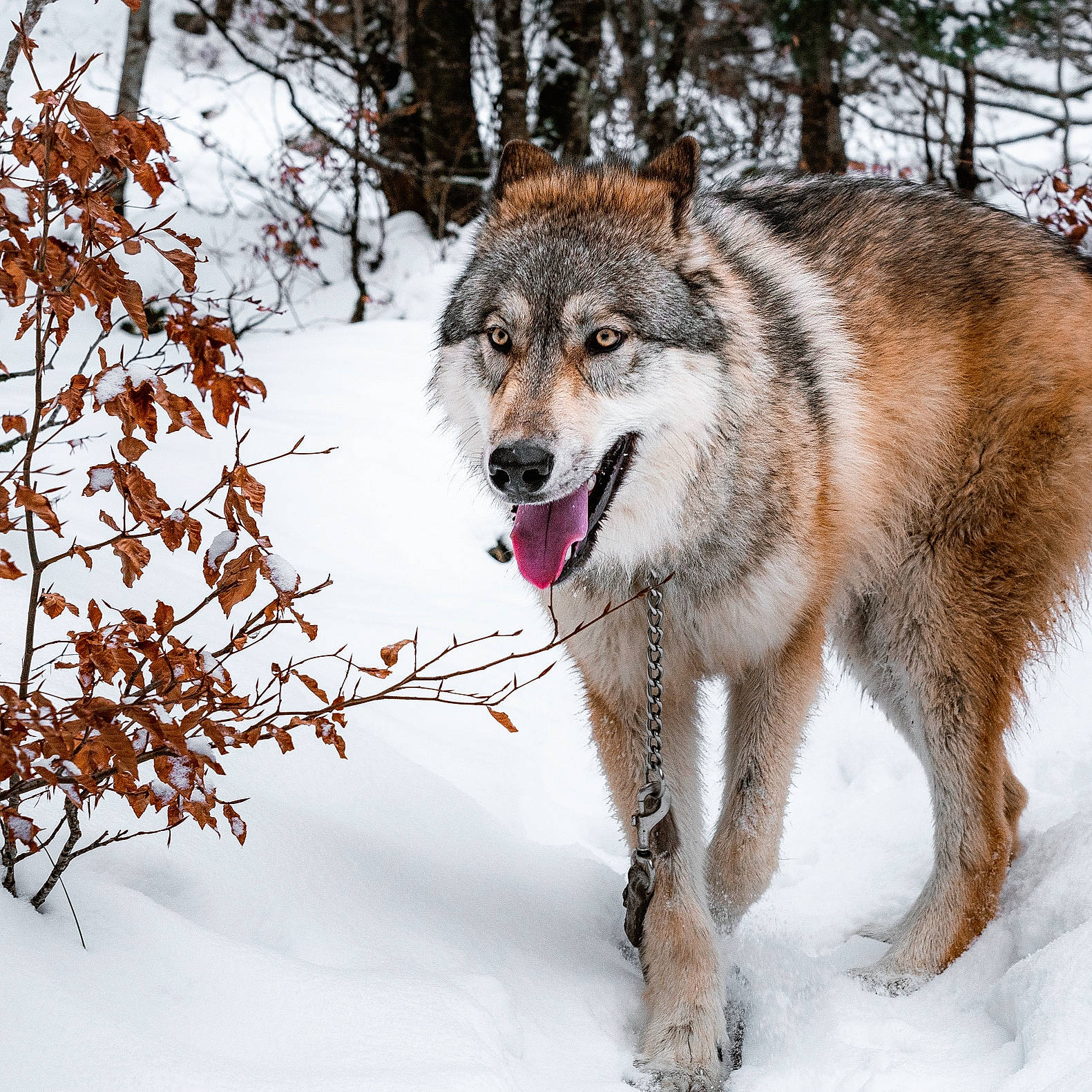Skoll a rejoint le concours — aidez-le/la à gagner de superbes lots ! canidae, canis, canis_lupus_tundrarum, carnivore, dog, dog_breed, freezing, fur, nature, plant, sled_dog, snout, snow, sporting_group, tail, terrestrial_animal, tree, twig, winter, wolf