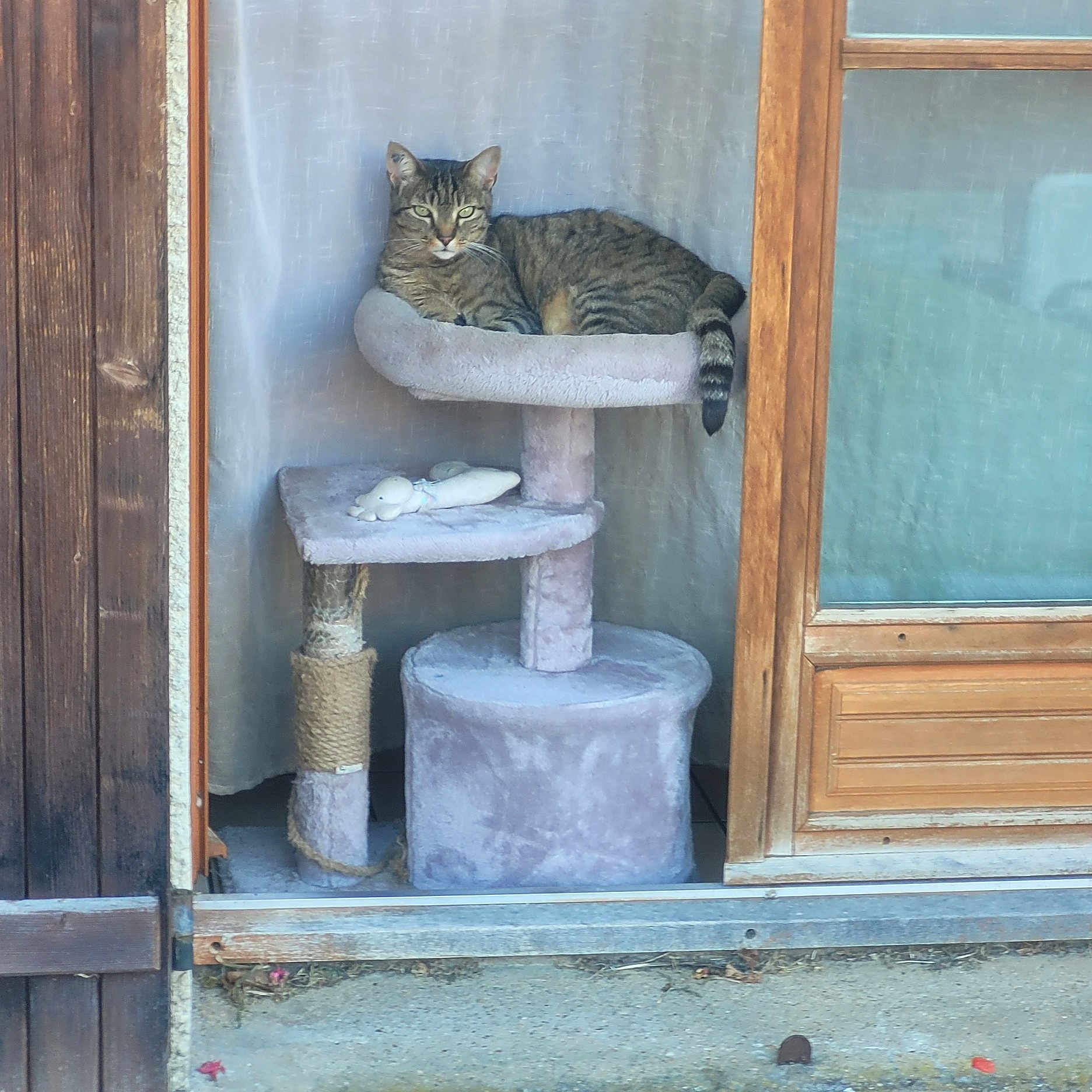 Moon participe au concours pour gagner de l'argent avec cette photo : animal, cat, cat_tree, cozy, curtain, door, ears, feline, floor, fur, home, indoor, pet, plush_toy, relaxed, resting, tabby_cat, whiskers, window, wood