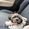 puppy, dog, car_seat, fluffy, pet, tongue_out, cute, small_dog, fur, collar, car_interior, seat, adorable, animal, companion, domestic_animal, relaxed, lying_down, happy, young_dog