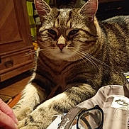 Moka a rejoint le concours — aidez-le/la à gagner de superbes lots ! cat, tabby_cat, animal, pet, indoor, table, glasses, hand, fur, whiskers, paw, relaxed, closeup, domestic, furniture, wood, tray, paper, clutter, resting