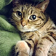 Agape joined the competition — help win amazing prizes! abyssinian, animal, blanket, cat, egyptiancat, kitten, manx, ocelot, pet
