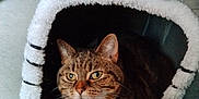 Agape joined the competition — help win amazing prizes! abyssinian, animal, architecture, blanket, building, cat, chair, couch, cushion, den, furniture, homedecor, indoors, kitten, manx, outdoors, person, pet, shelter, sleeping