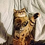 Agape is registered to the contest to win money with this photo: abyssinian, animal, armchair, bed, blanket, cat, chair, couch, furniture, kitten, manx, ocelot, person, pet, siamese, sleeping