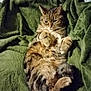 Agape joined the competition — help win amazing prizes! abyssinian, animal, bird, blanket, cat, couch, face, furniture, head, homedecor, kitten, laundry, linen, manx, person, pet, quilt, sleeping, towel