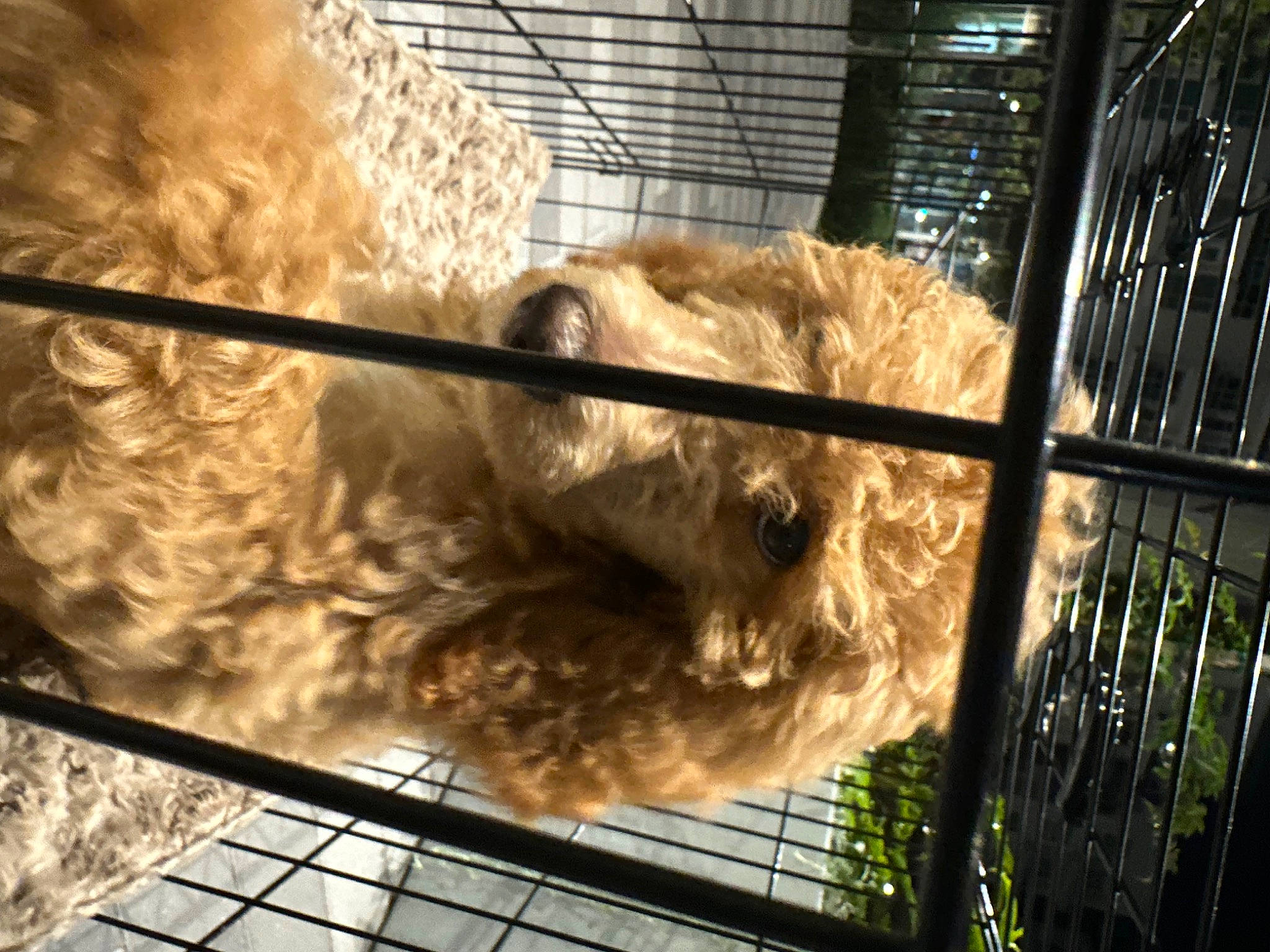 Dude joined the competition — help win amazing prizes! animal_feed, animal_shelter, cage, carnivore, companion_dog, dog, dog_breed, fawn, fence, fur, line, livestock, mammal, pet_supply, sheep, snout, terrestrial_animal, vertebrate, whiskers, working_animal