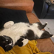 Cars a rejoint le concours — aidez-le/la à gagner de superbes lots ! cat, black_and_white, lying_down, couch, leather, blanket, indoor, relaxed, pet, feline, cozy, fur, paw, whiskers, cute, resting, home, animal, floor_tiles, furniture