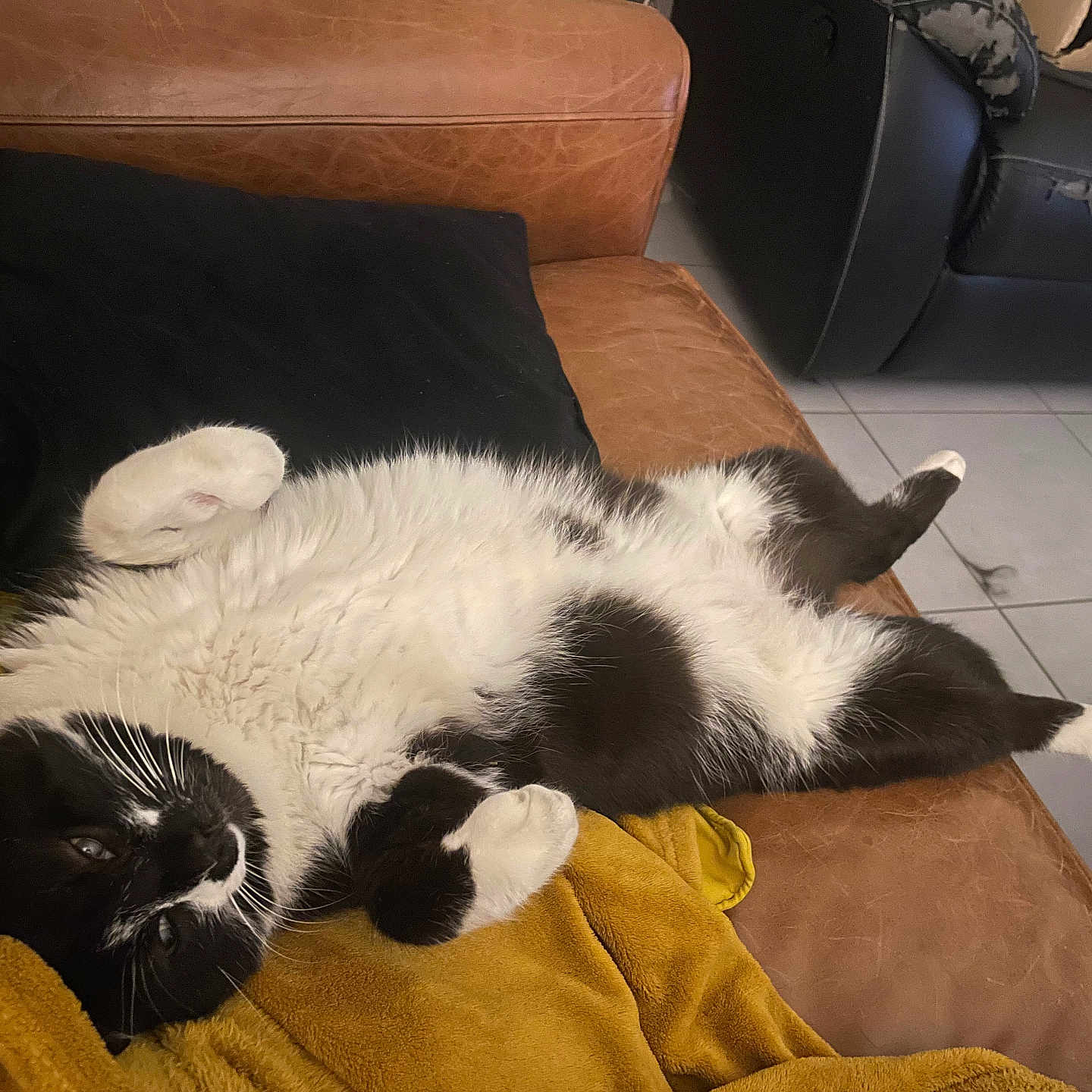 Cars a rejoint le concours — aidez-le/la à gagner de superbes lots ! cat, black_and_white, lying_down, couch, leather, blanket, indoor, relaxed, pet, feline, cozy, fur, paw, whiskers, cute, resting, home, animal, floor_tiles, furniture