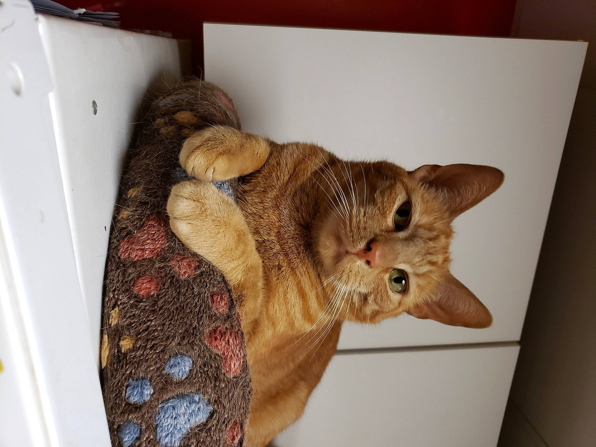 Skippyjon Jones is registered to the contest to win money with this photo: animal_shelter, carnivore, cat, cat_supply, chair, claw, domestic_short_haired_cat, fawn, felidae, fur, paw, pet_supply, room, small_to_medium_sized_cats, snout, tail, terrestrial_animal, whiskers, wood