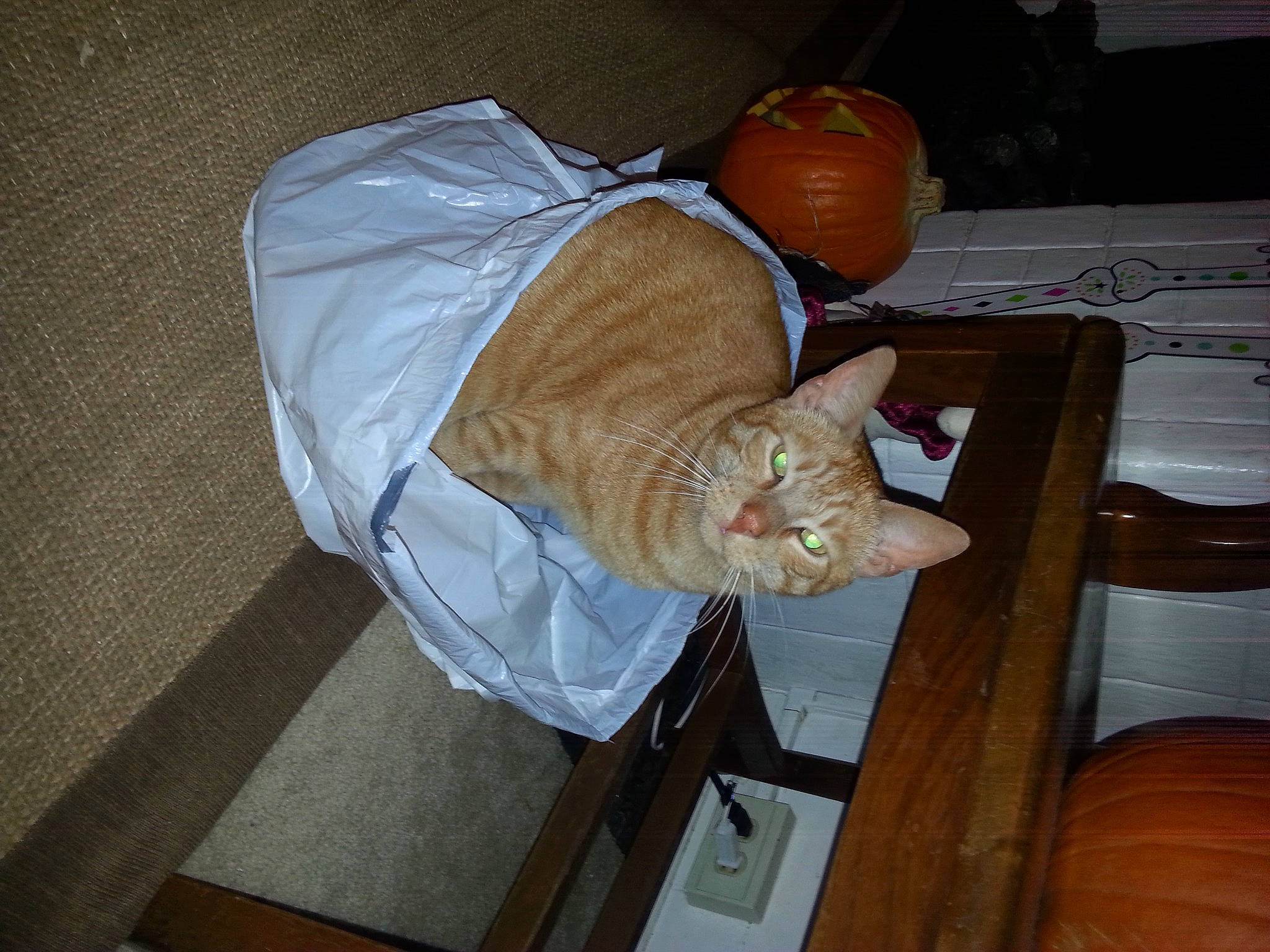 Skippyjon Jones joined the competition — help win amazing prizes! carnivore, cat, chair, comfort, domestic_short_haired_cat, fawn, felidae, flooring, hardwood, human_leg, lap, mammal, plate, room, small_to_medium_sized_cats, tail, vegetable, vertebrate, whiskers, wood