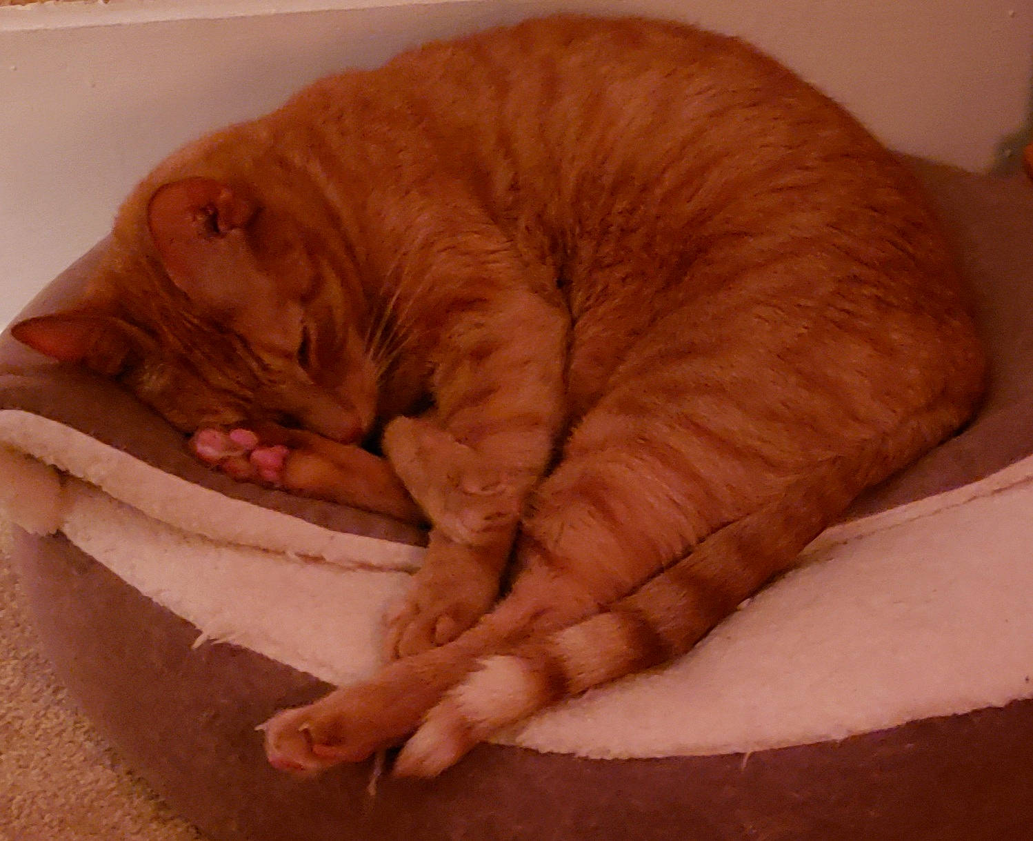 Skippyjon Jones is registered to the contest to win money with this photo: bed, carnivore, cat, cat_bed, cat_supply, claw, comfort, domestic_short_haired_cat, fawn, felidae, fur, linens, nap, paw, pet_supply, small_to_medium_sized_cats, snout, tail, vertebrate, whiskers