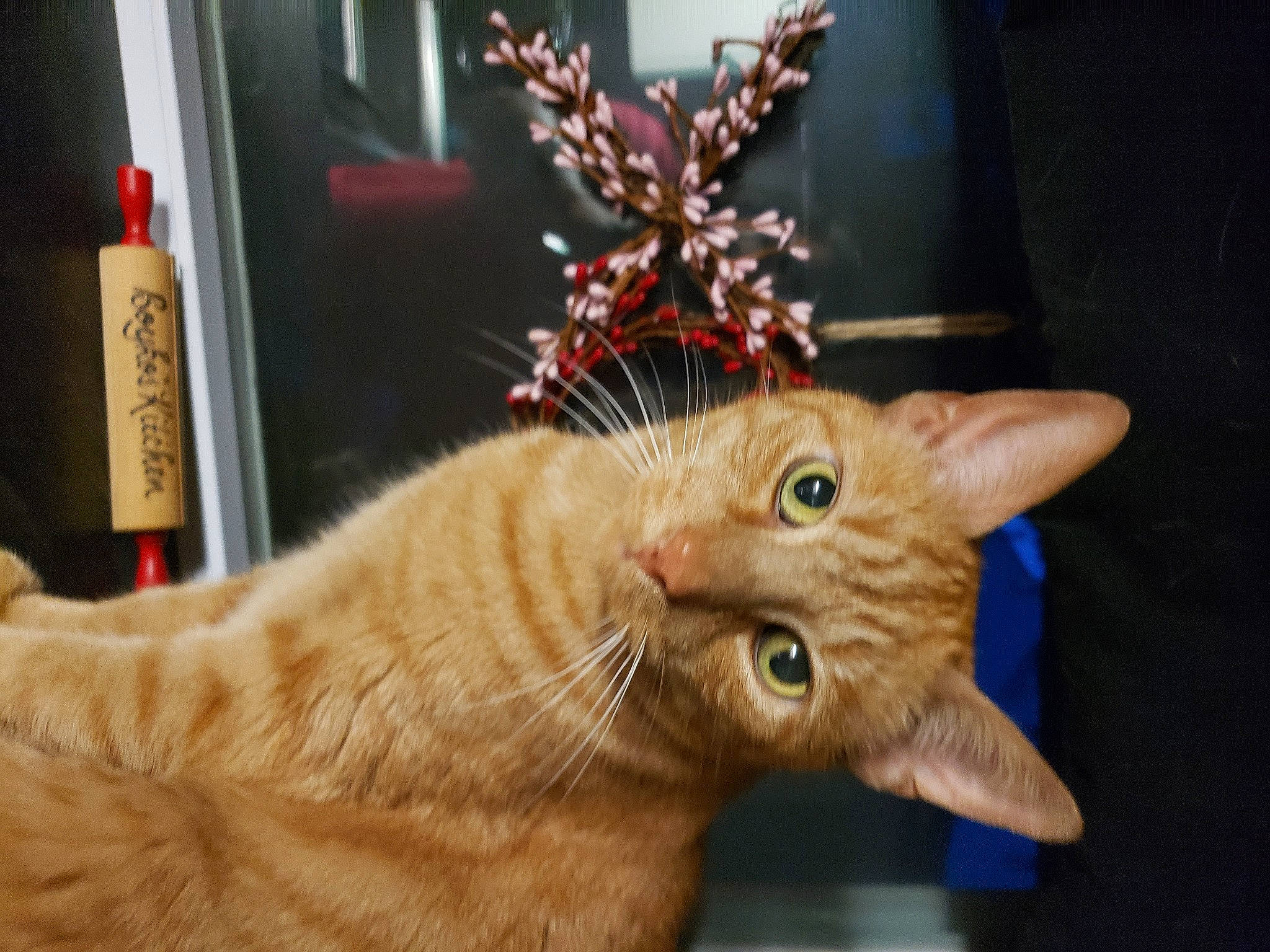 Skippyjon Jones joined the competition — help win amazing prizes! carnivore, cat, christmas, christmas_decoration, christmas_ornament, claw, collar, domestic_short_haired_cat, event, fawn, felidae, fur, holiday, paw, plant, small_to_medium_sized_cats, tail, whiskers, window, wood