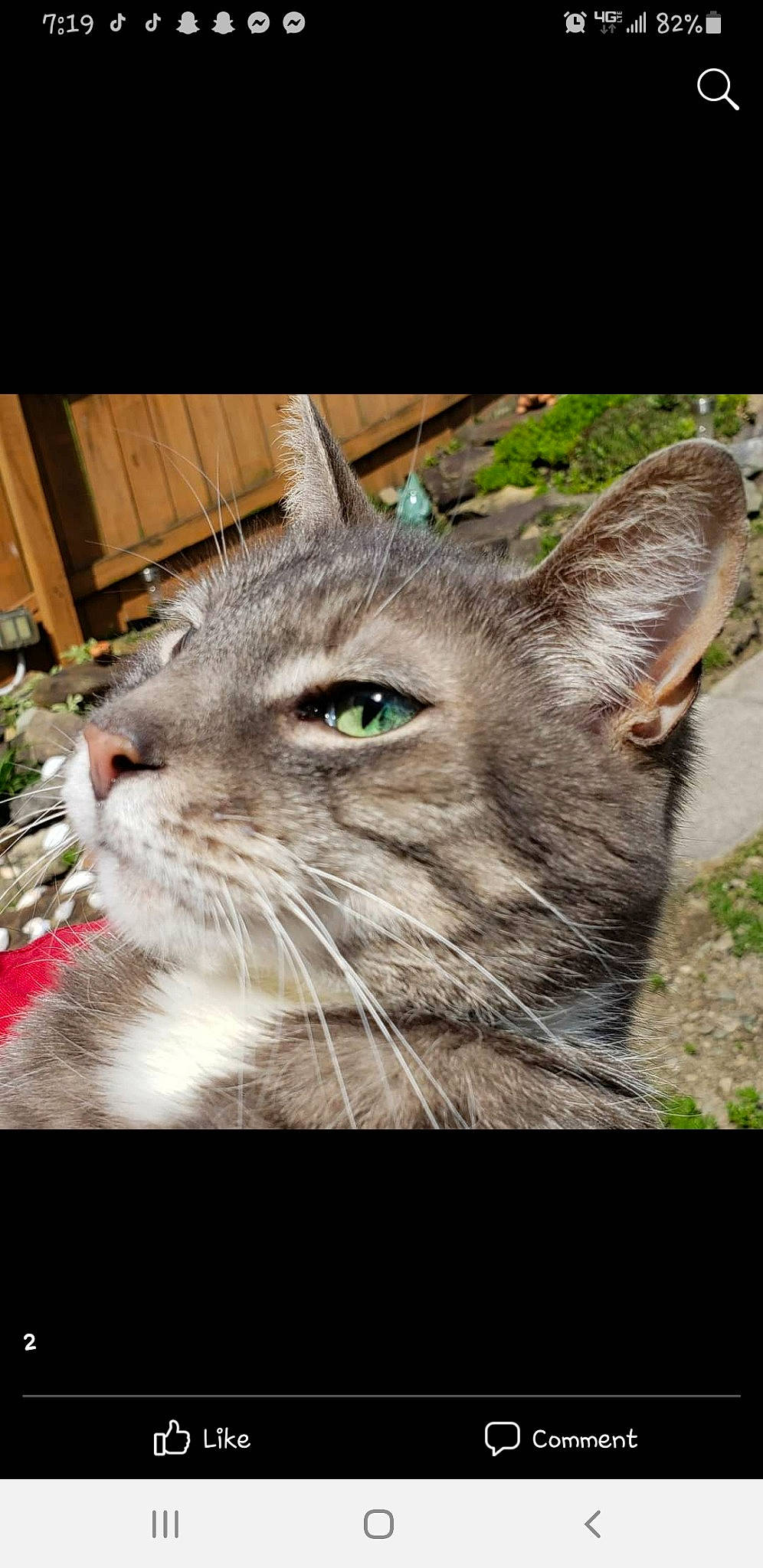 Romeo joined the competition — help win amazing prizes! carnivore, cat, domestic_short_haired_cat, fawn, felidae, fur, grass, herb, illustration, photo_caption, plant, rectangle, small_to_medium_sized_cats, snout, terrestrial_animal, whiskers, wildlife, window, wood