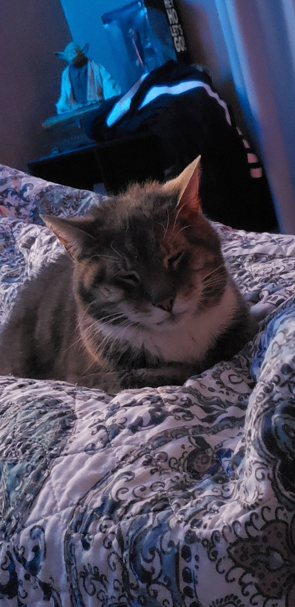 Romeo is registered to the contest to win money with this photo: bedding, black_cat, blue, carnivore, cat, comfort, domestic_short_haired_cat, electric_blue, felidae, fur, grey, linens, plant, small_to_medium_sized_cats, snout, tail, textile, tree, whiskers, wood