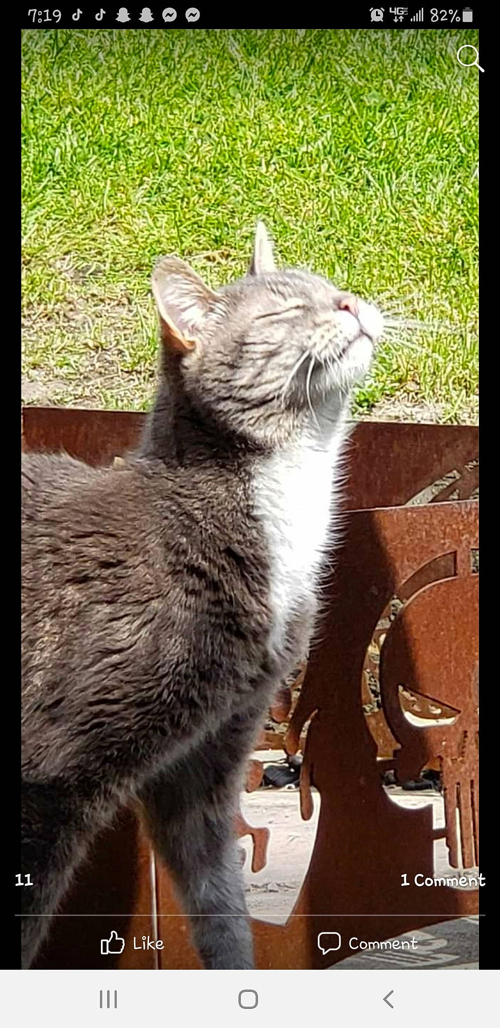 Romeo joined the competition — help win amazing prizes! carnivore, cat, claw, domestic_short_haired_cat, felidae, fur, grass, organism, paw, photo_caption, plant, rectangle, sitting, small_to_medium_sized_cats, snout, tail, terrestrial_animal, whiskers, wildlife, window