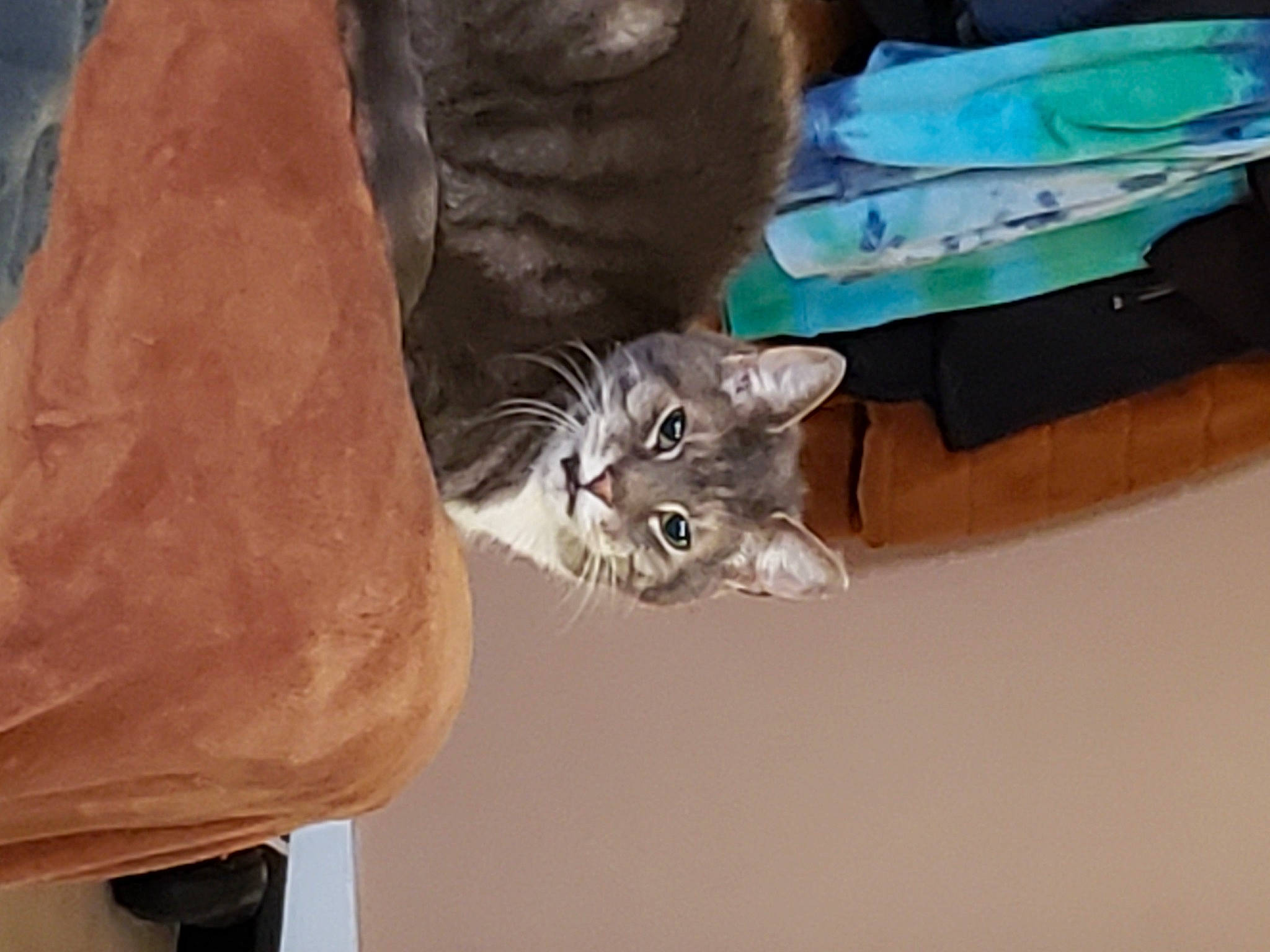 Romeo is registered to the contest to win money with this photo: art, bag, carnivore, cat, domestic_short_haired_cat, felidae, fur, gesture, grey, sculpture, small_to_medium_sized_cats, tail, whiskers, window, wood