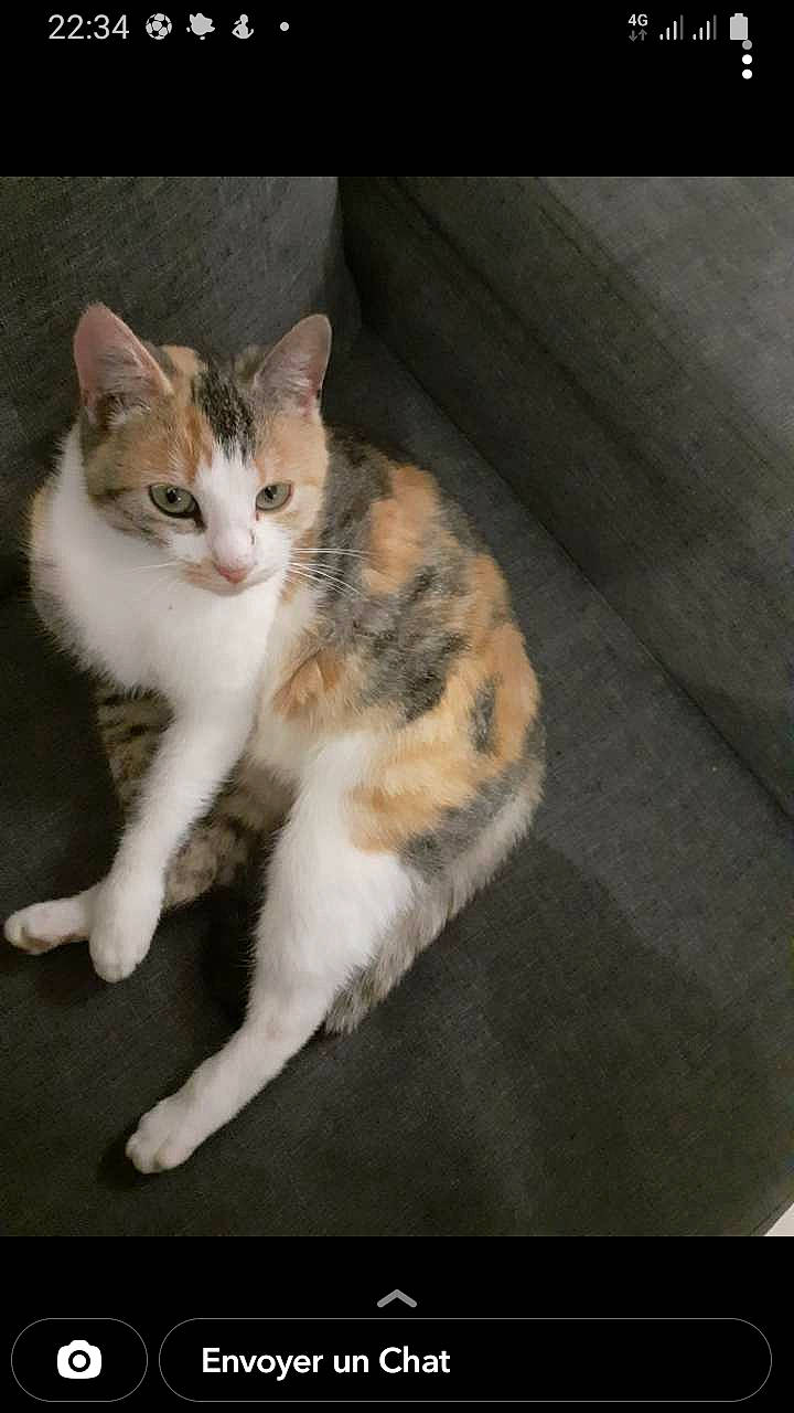 Suprise a rejoint le concours — aidez-le/la à gagner de superbes lots ! carnivore, cat, claw, comfort, domestic_short_haired_cat, eye, felidae, foot, fur, human_body, paw, photo_caption, rectangle, sitting, small_to_medium_sized_cats, snout, tail, whiskers, window