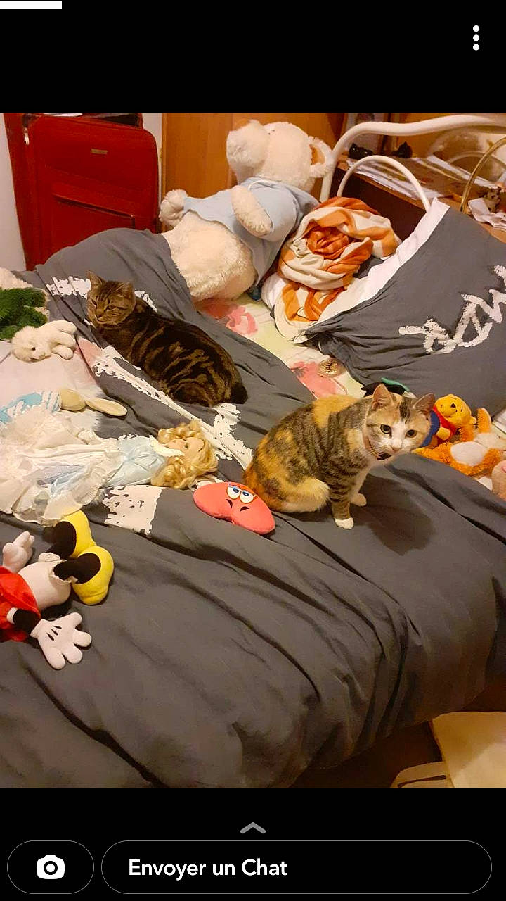 Suprise participe au concours pour gagner de l'argent avec cette photo : bag, bed_sheet, bedding, brown, canidae, carnivore, cat, comfort, domestic_short_haired_cat, felidae, fur, linens, luggage_and_bags, orange, room, small_to_medium_sized_cats, snapshot, vertebrate, whiskers, yellow