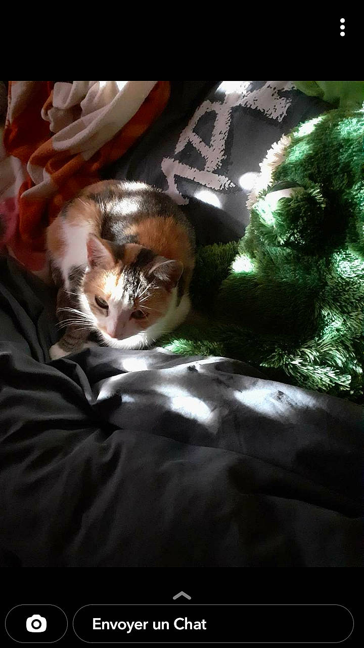 Suprise a rejoint le concours — aidez-le/la à gagner de superbes lots ! canidae, carnivore, cat, comfort, darkness, domestic_short_haired_cat, eyewear, fawn, felidae, flash_photography, fur, linens, nap, night, photo_caption, room, sitting, small_to_medium_sized_cats, whiskers, wildlife