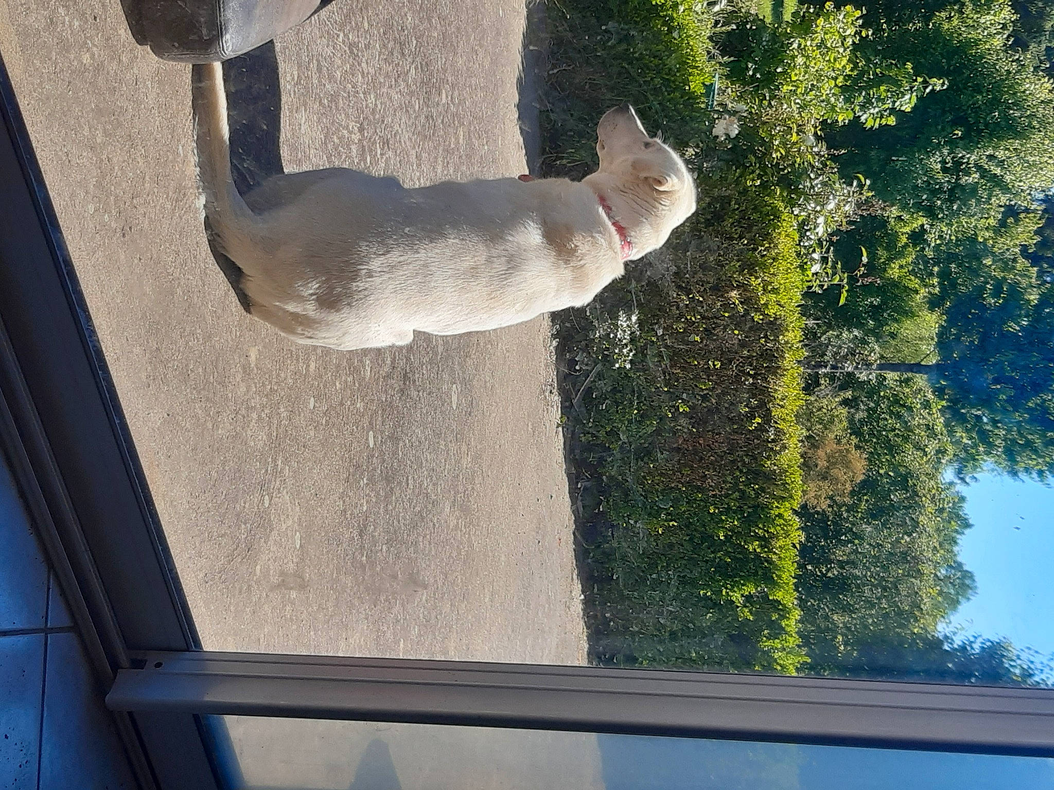 Jessy participe au concours pour gagner de l'argent avec cette photo : blue, carnivore, dog_breed, fawn, felidae, glass, green, light, line, plant, shade, small_to_medium_sized_cats, snout, tail, tints_and_shades, tree, vehicle_door, water, window, wood