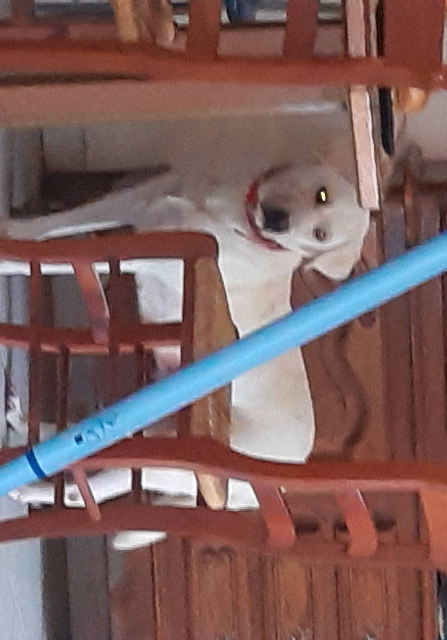 Jessy participe au concours pour gagner de l'argent avec cette photo : automotive_wheel_system, baluster, beam, flooring, guard_rail, handrail, hardwood, lumber, metal, plank, plywood, rectangle, room, shelf, stairs, steel, teddy_bear, wood, wood_stain