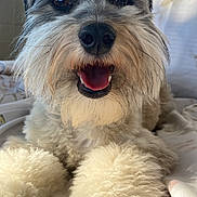Marvin is registered to the contest to win money with this photo: dog, pet, fluffy, happy, smiling, paws, bed, indoors, natural_light, window, fur, closeup, cute, animal, canine, resting, beard, mustache, cozy, portrait