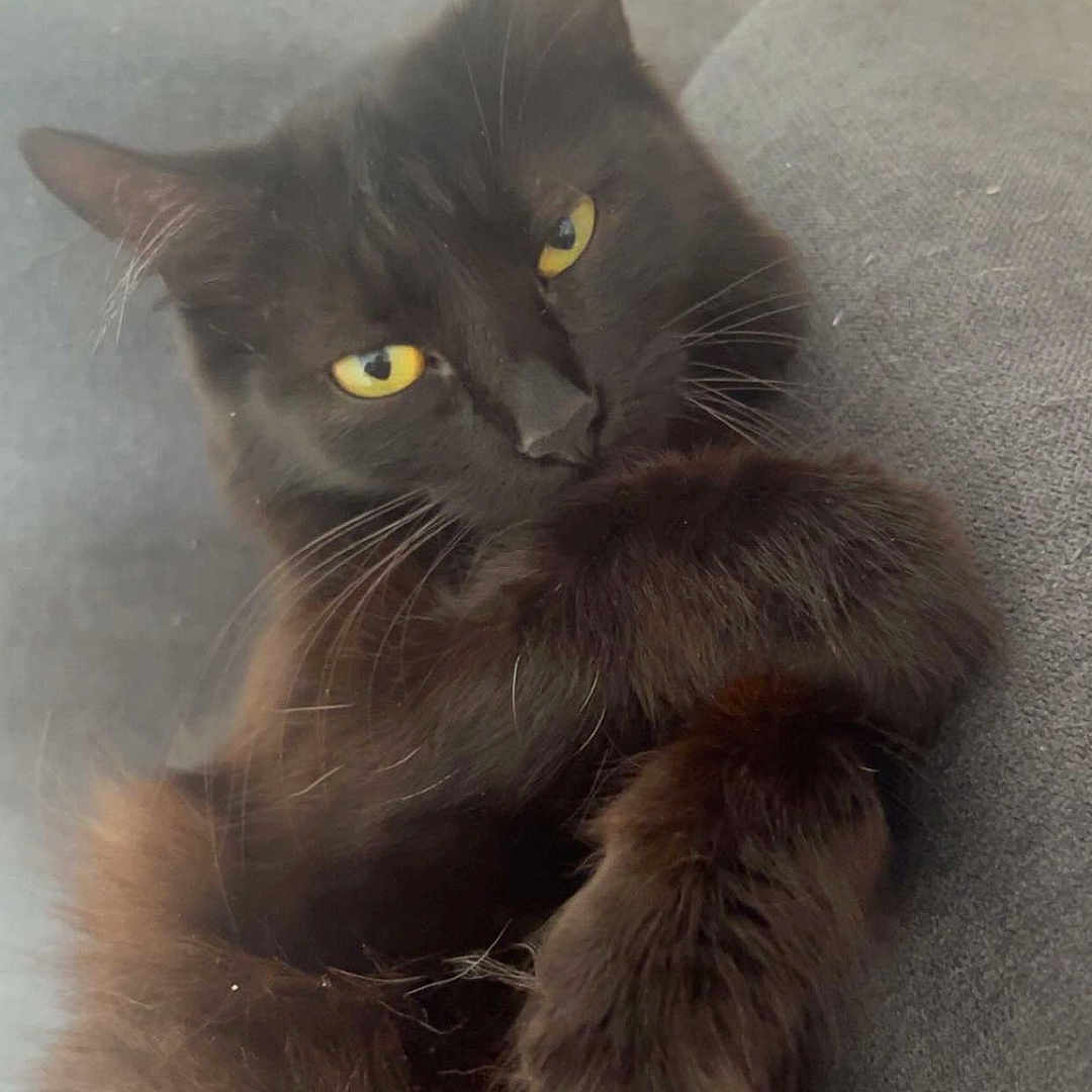 Onyx A participe au concours pour gagner de l'argent avec cette photo : animal, black_cat, cat, close_up, couch, cozy, cute, domestic_animal, feline, fluffy, fur, indoor, laying, mammal, paw, pet, relaxed, sleepy, whiskers, yellow_eyes