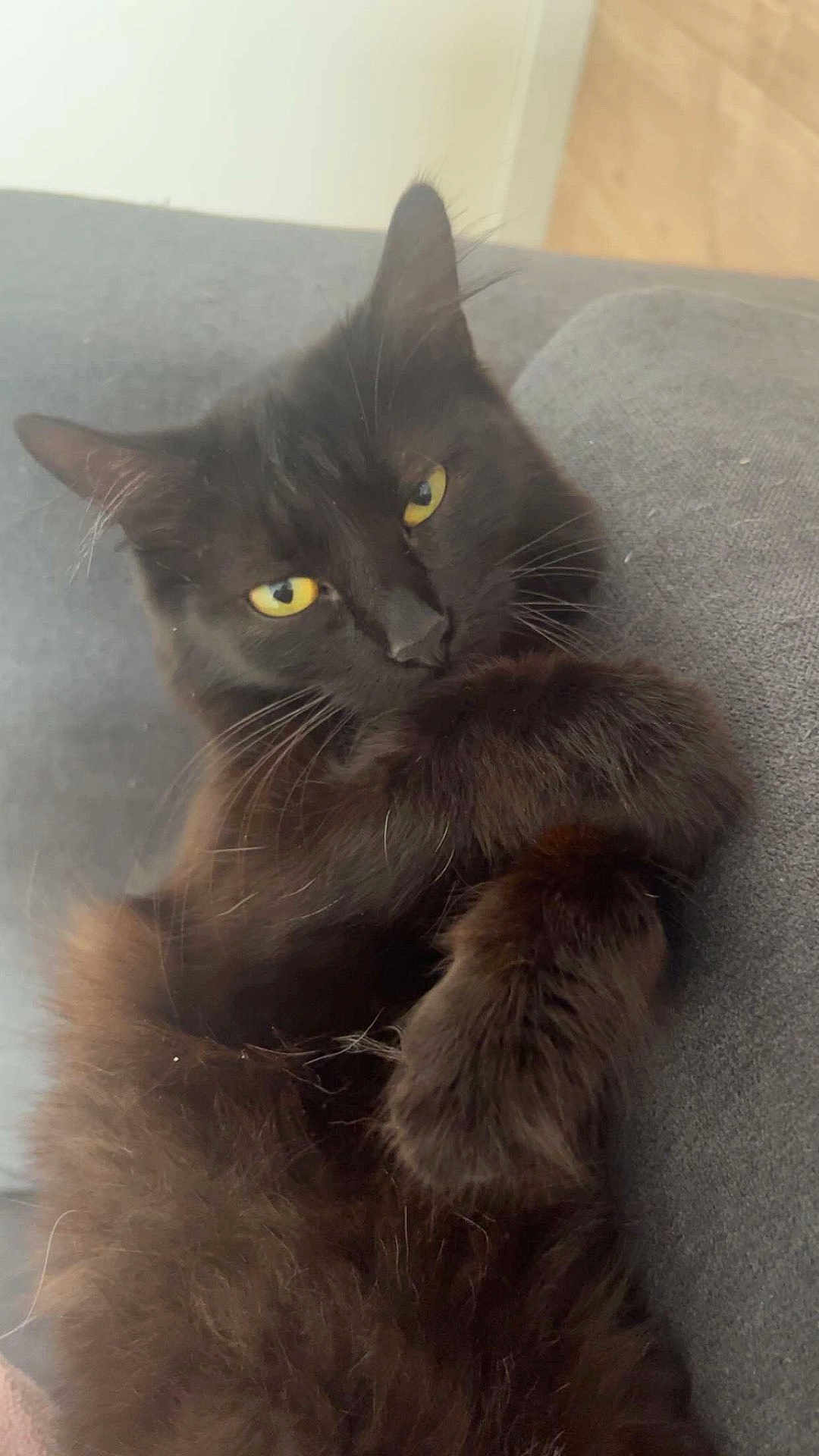 Onyx A participe au concours pour gagner de l'argent avec cette photo : cat, black_cat, fluffy, yellow_eyes, pet, animal, feline, relaxed, couch, indoor, fur, whiskers, close_up, laying, cute, domestic_animal, mammal, paw, sleepy, cozy