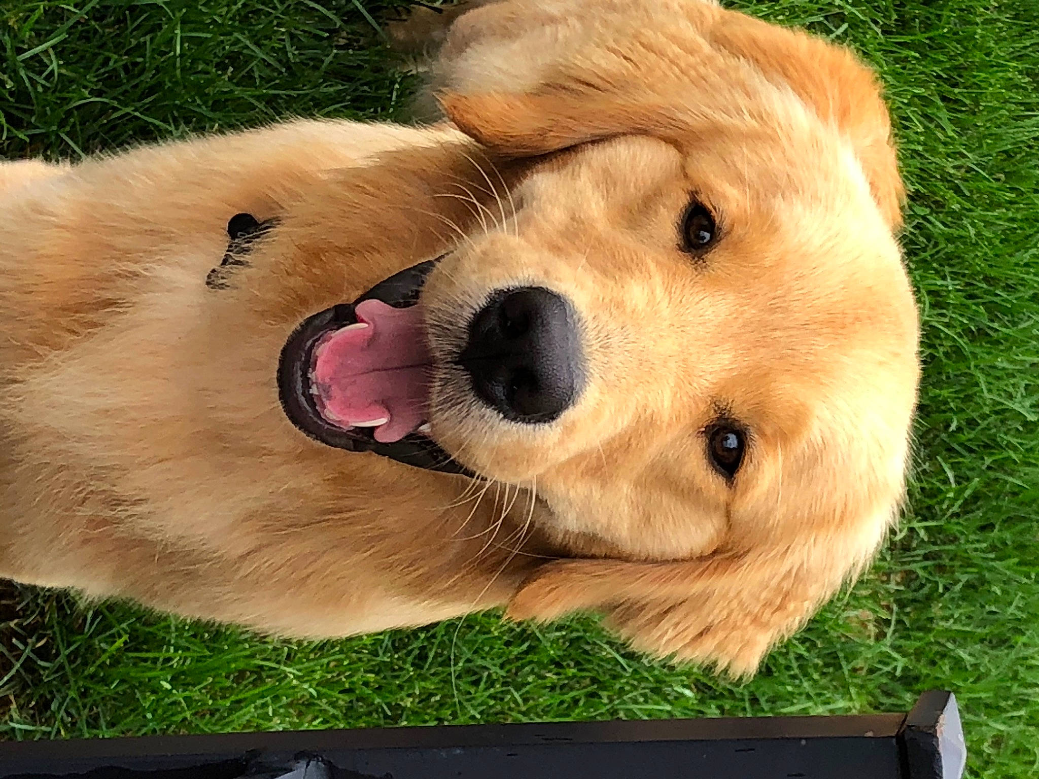 Oliver is registered to the contest to win money with this photo: canidae, carnivore, clock, collar, companion_dog, dog, dog_breed, dog_supply, fawn, fur, grass, paw, plant, puppy, snout, sporting_group, terrestrial_animal, whiskers, wildlife, working_animal