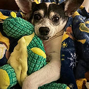 Abby is registered to the contest to win money with this photo: dog, blanket, plush_toy, cozy, indoor, pet, cute, snuggling, comfort, animal, fur, ears, paw, resting, bedroom, soft, toy, sleepy, relaxed, companion